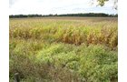 Property photo 4 - 71 Tillable Farmland Acres Offered in 1 Tract